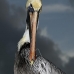 pelican_brown_can_v_0205_mex0215.jpg